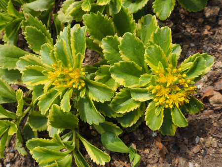 Sedum camtchaticum ´Ellacombianum Cutting Edge´